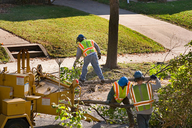 Best Hedge Trimming  in Venice, FL